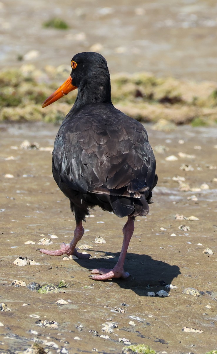 Itsas mika beltz australiarra - ML647167773