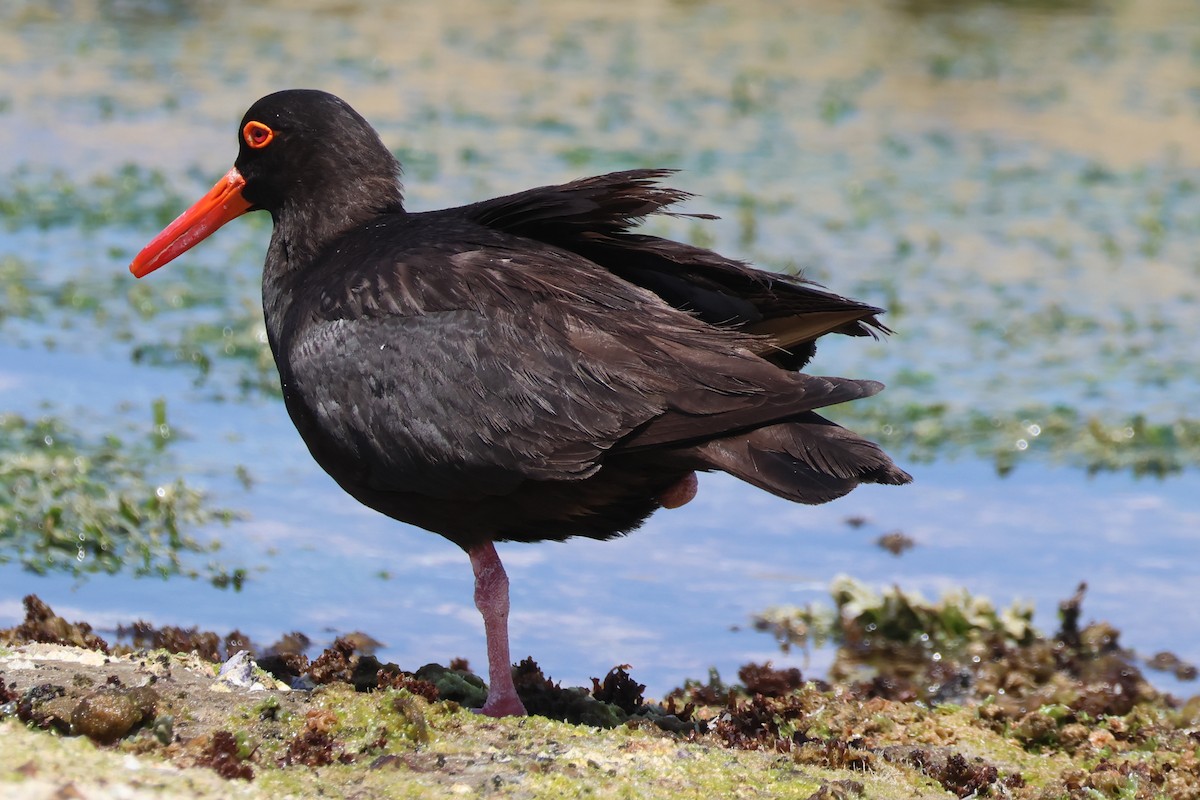 Itsas mika beltz australiarra - ML647167774