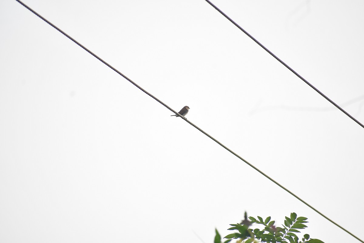 Scaly-breasted Munia - ML647167775