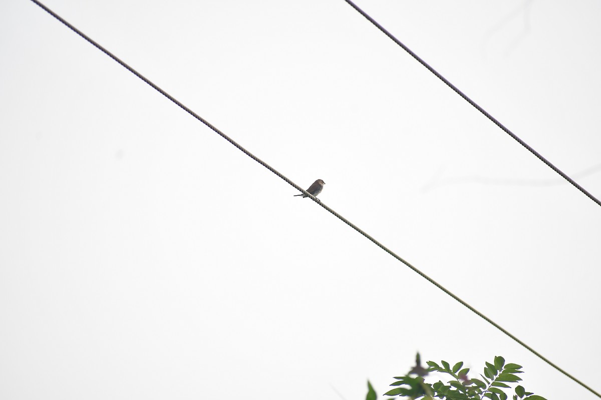 Scaly-breasted Munia - ML647167776