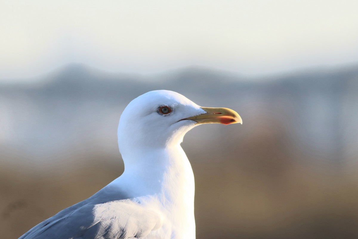 Kaio hankahoria - ML647167778