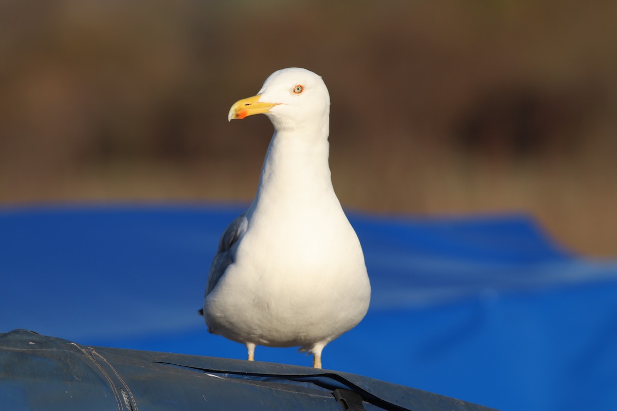 Kaio hankahoria - ML647167779