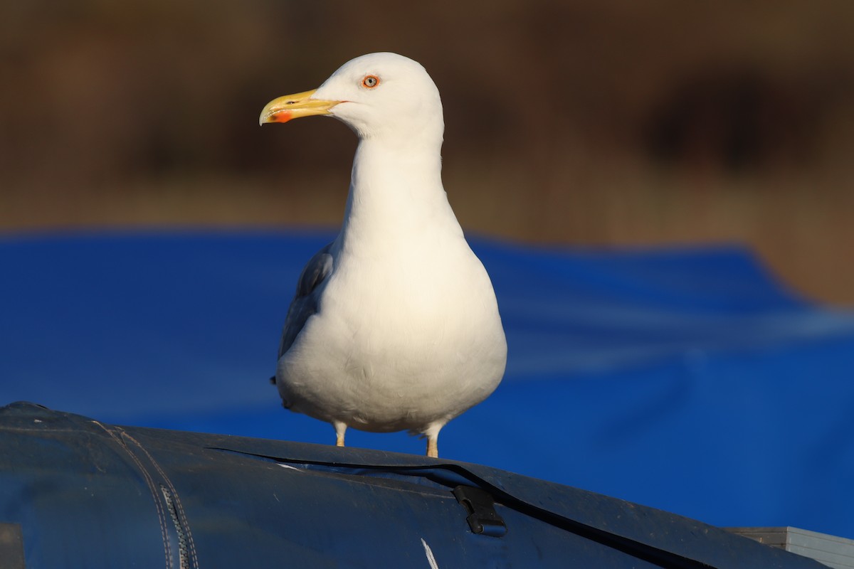 Kaio hankahoria - ML647167780