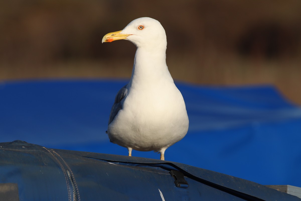 Kaio hankahoria - ML647167781