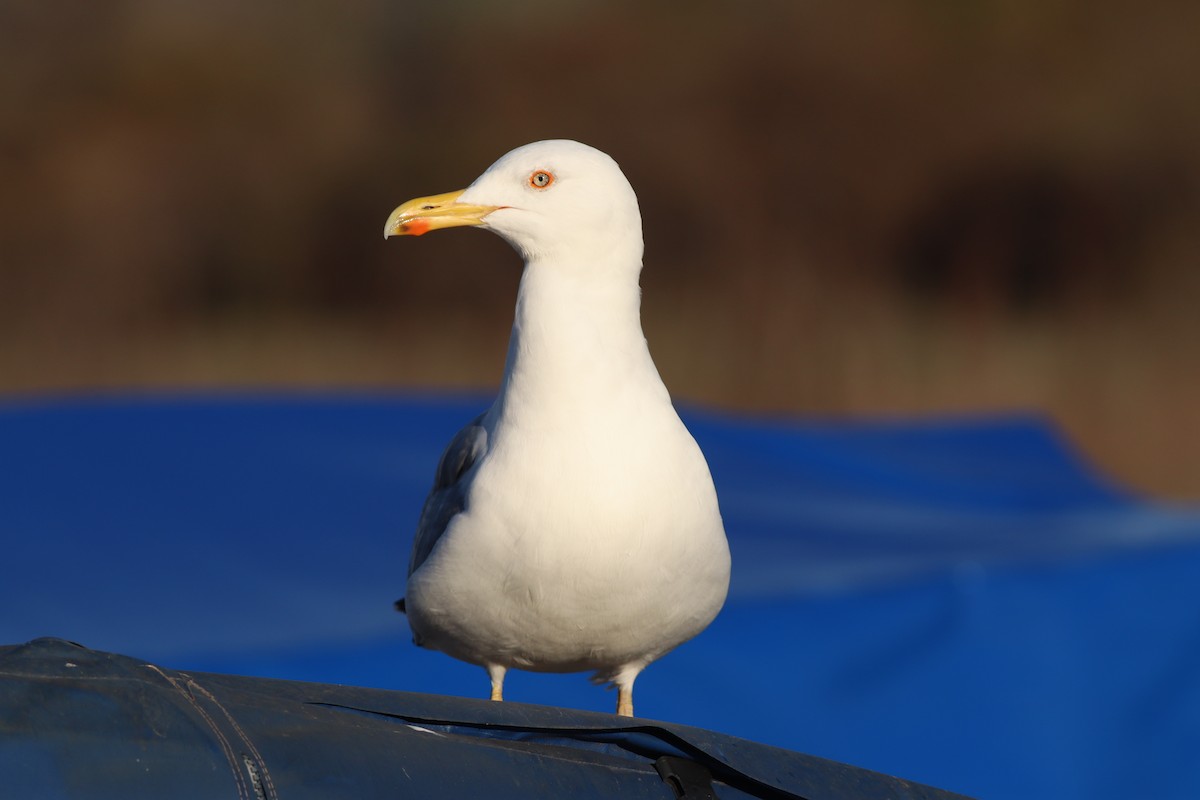 Kaio hankahoria - ML647167782