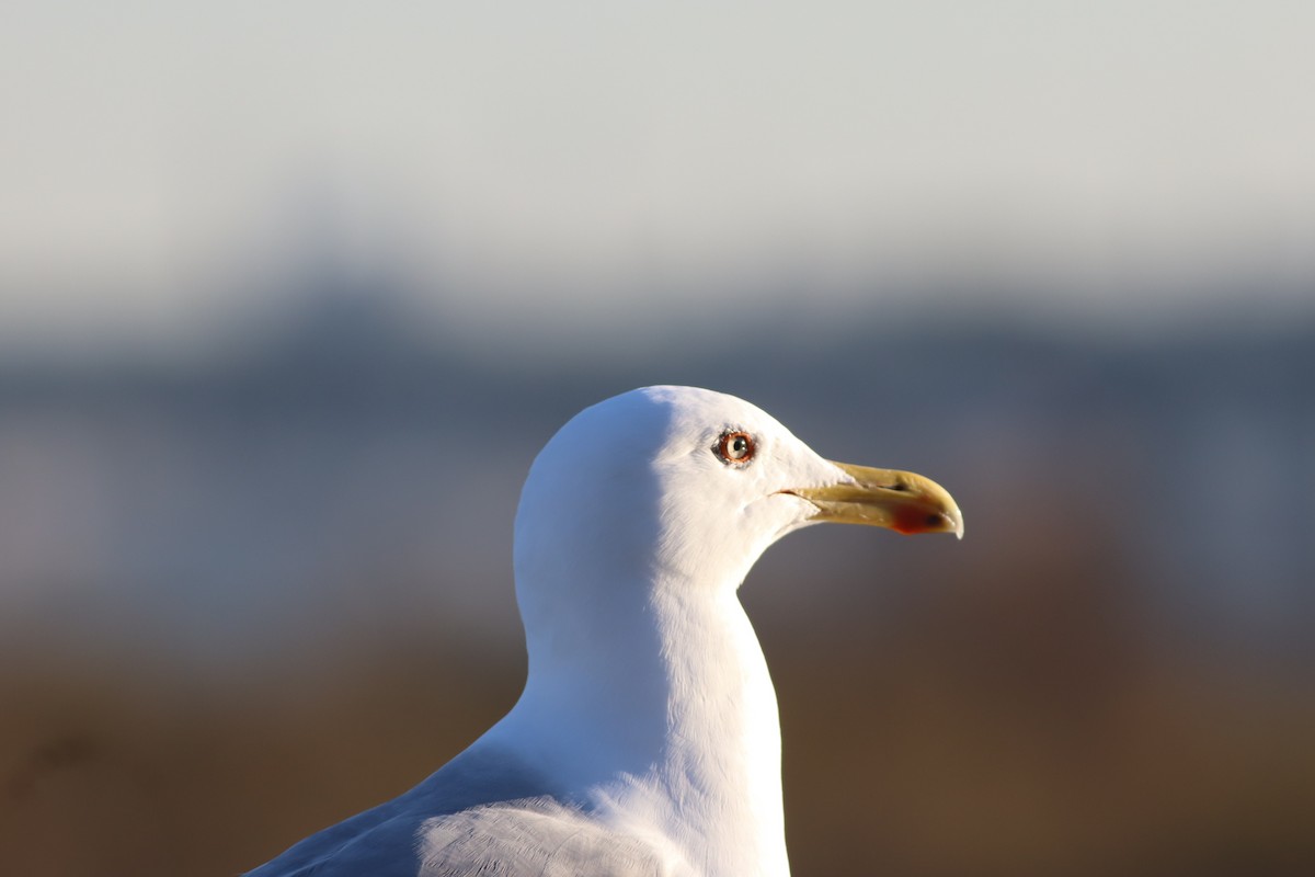 Kaio hankahoria - ML647167783