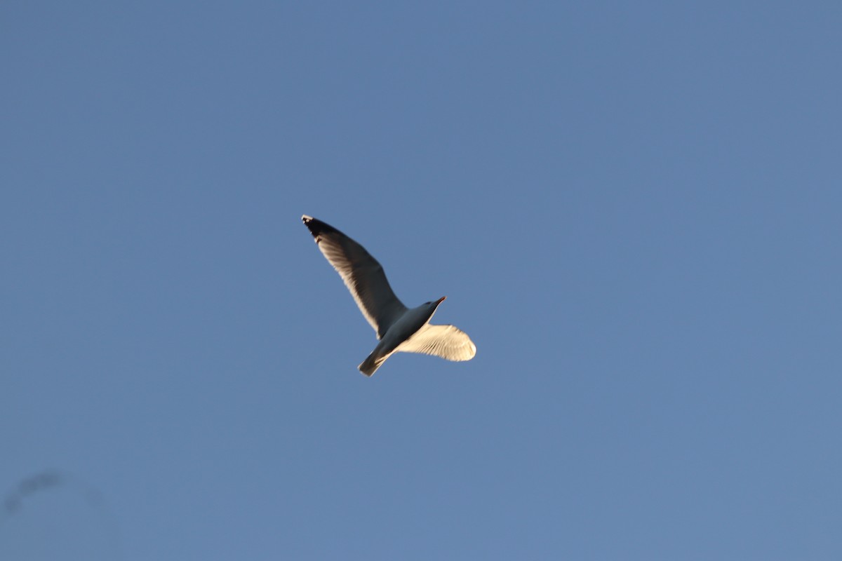 Kaio hankahoria - ML647167785