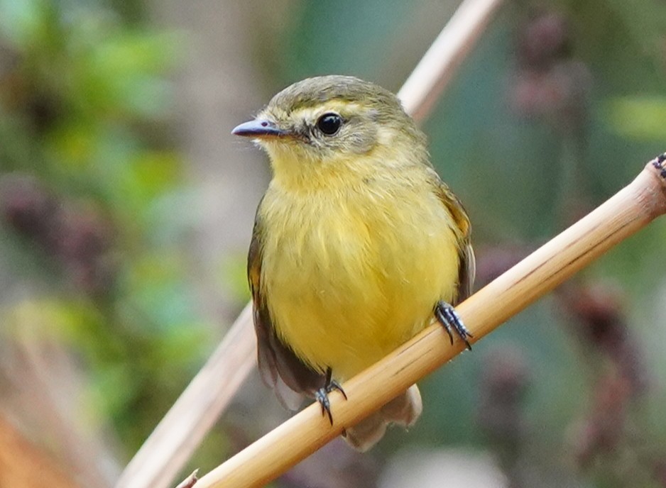 Yellow Tyrannulet - ML647167787