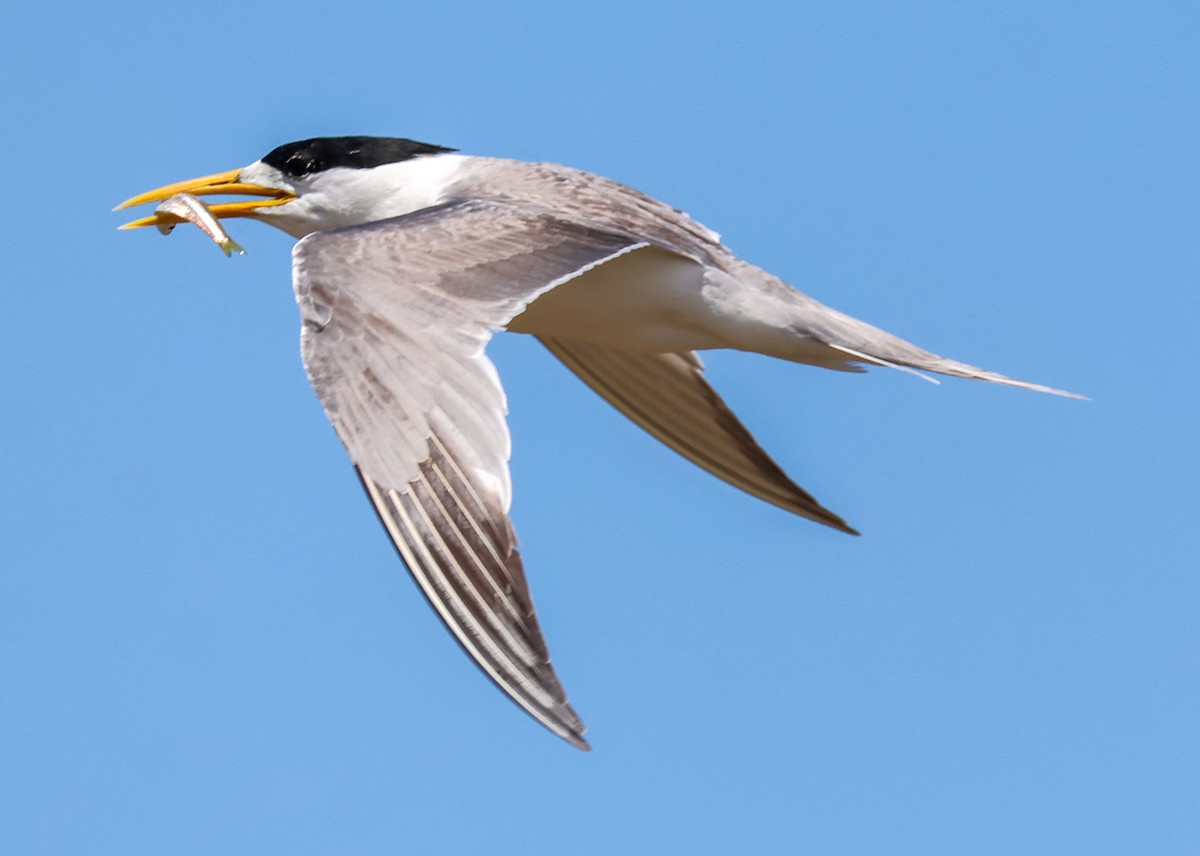 Great Crested Tern - ML647167788
