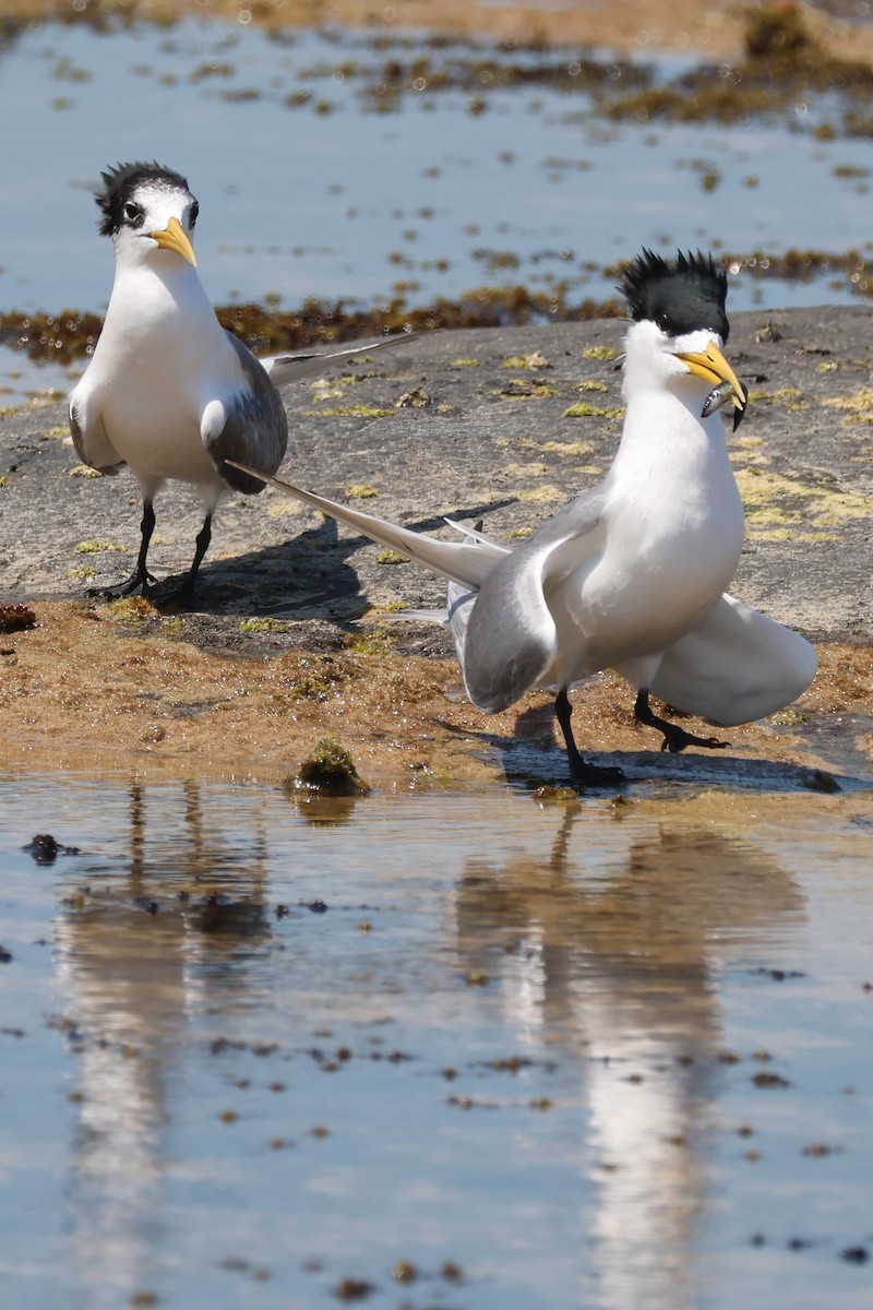 Great Crested Tern - ML647167789