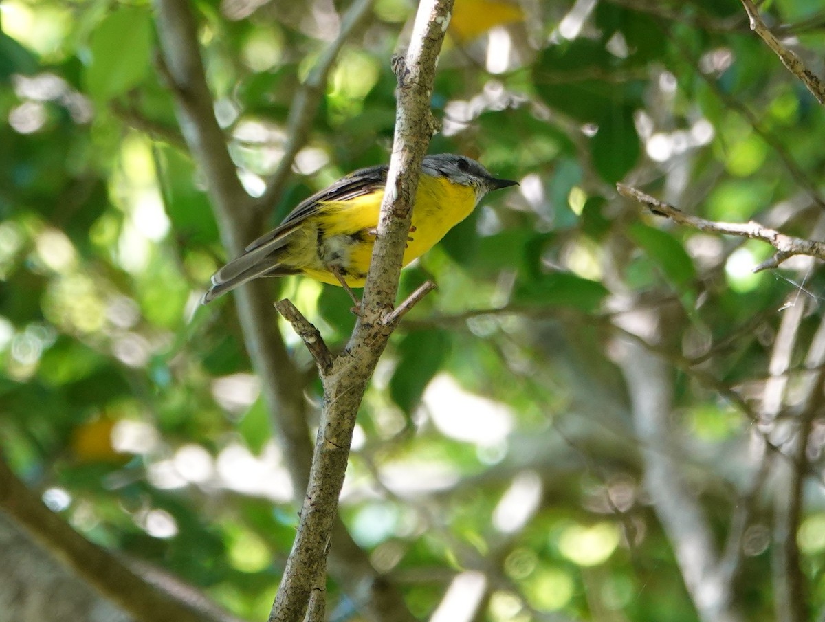 Eastern Yellow Robin - ML647167797