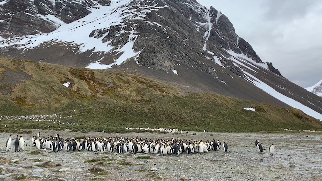 King Penguin - ML647167798