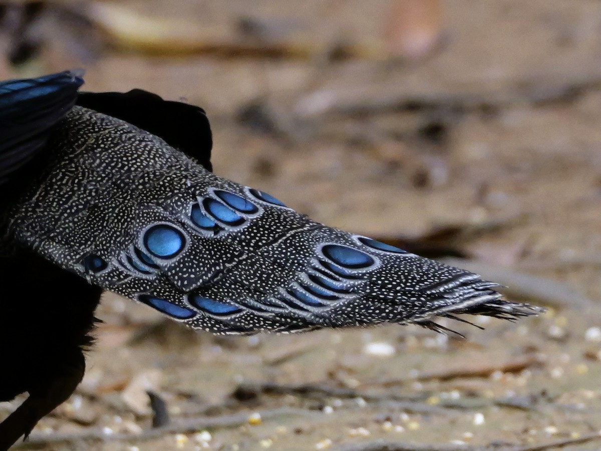 Palawan Peacock-Pheasant - ML647167801