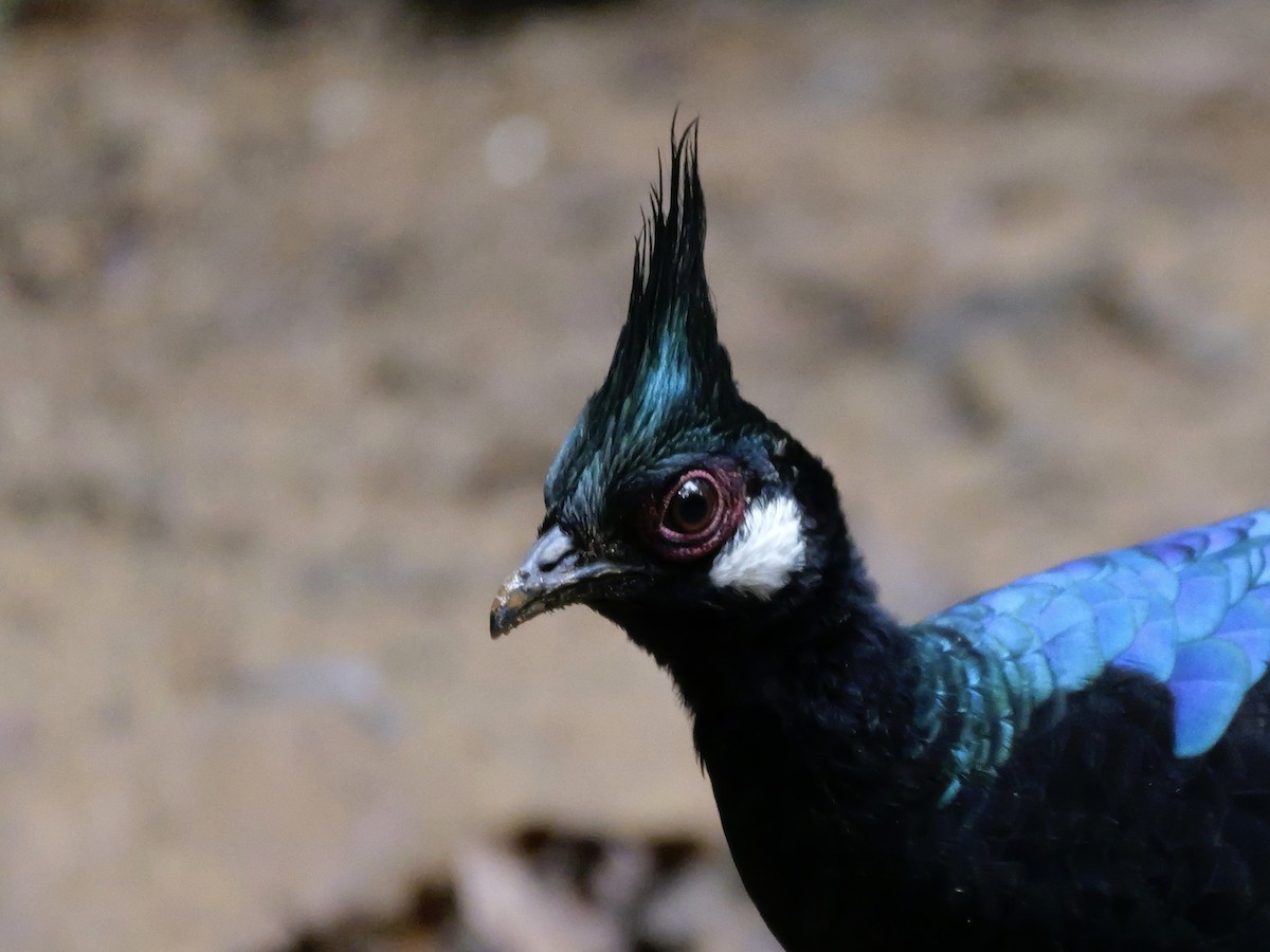 Palawan Peacock-Pheasant - ML647167802
