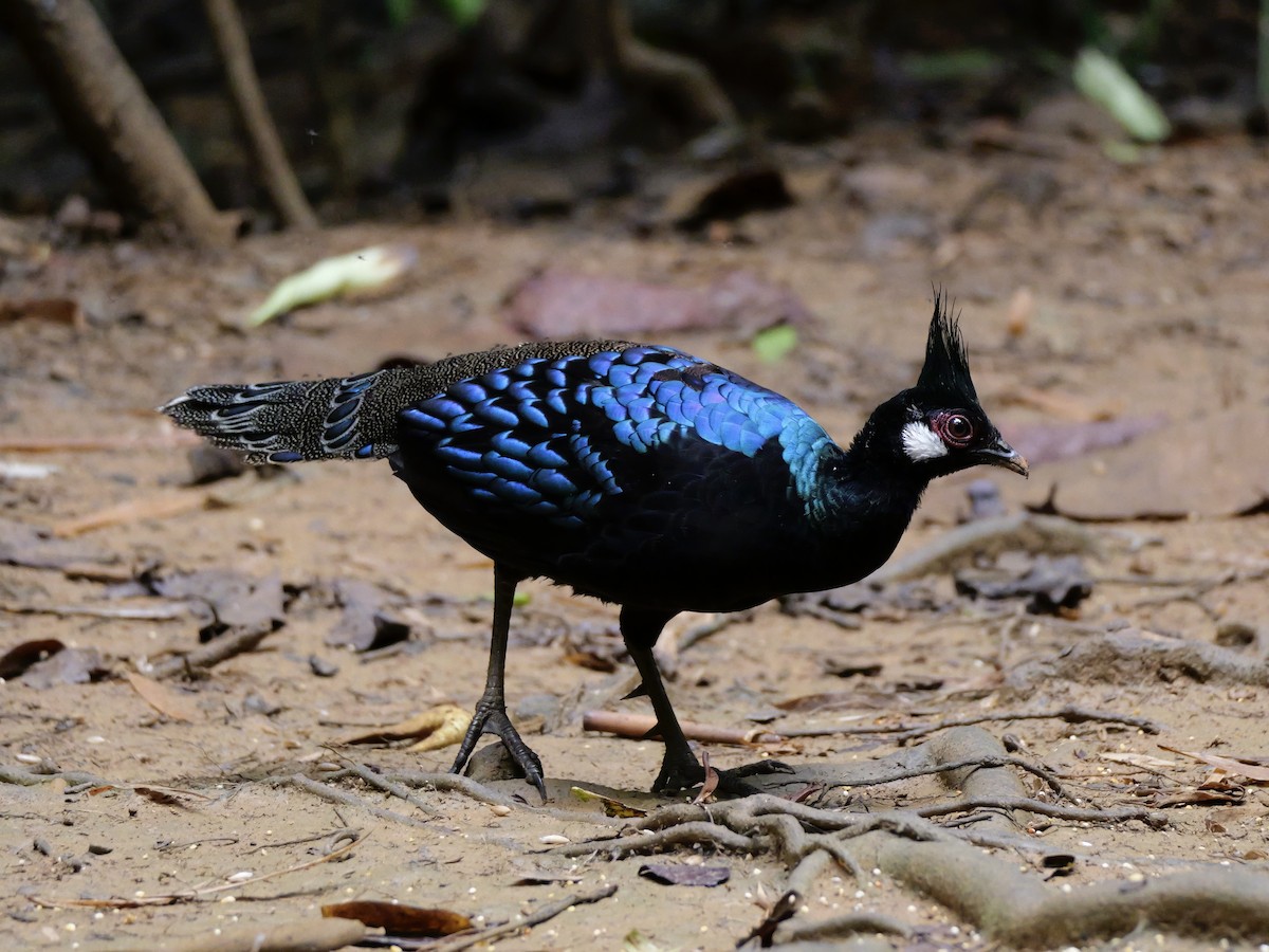 Palawan Peacock-Pheasant - ML647167803