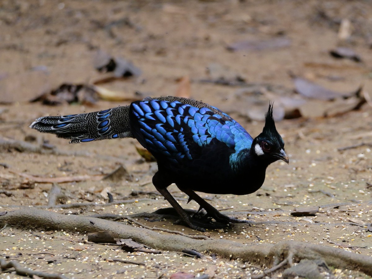 Palawan Peacock-Pheasant - ML647167804