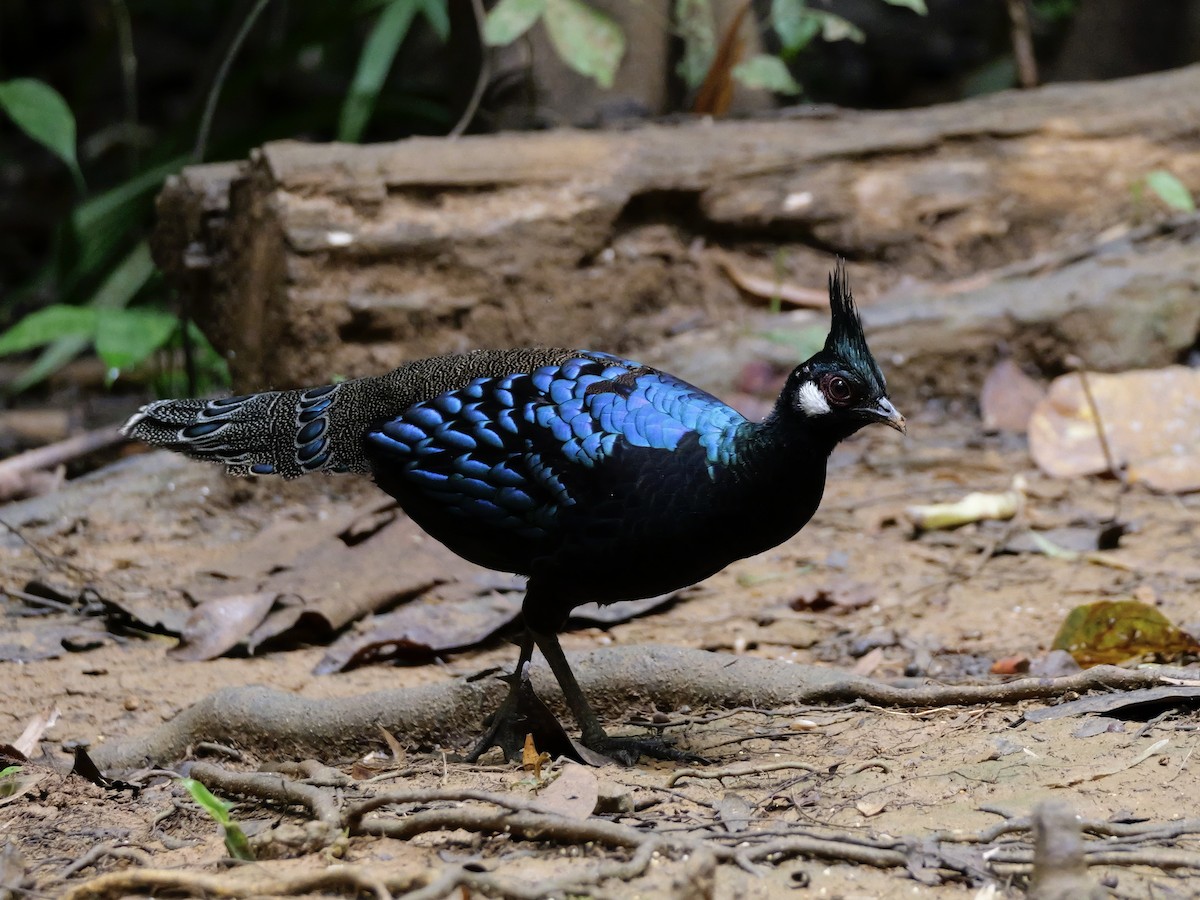 Palawan Peacock-Pheasant - ML647167805