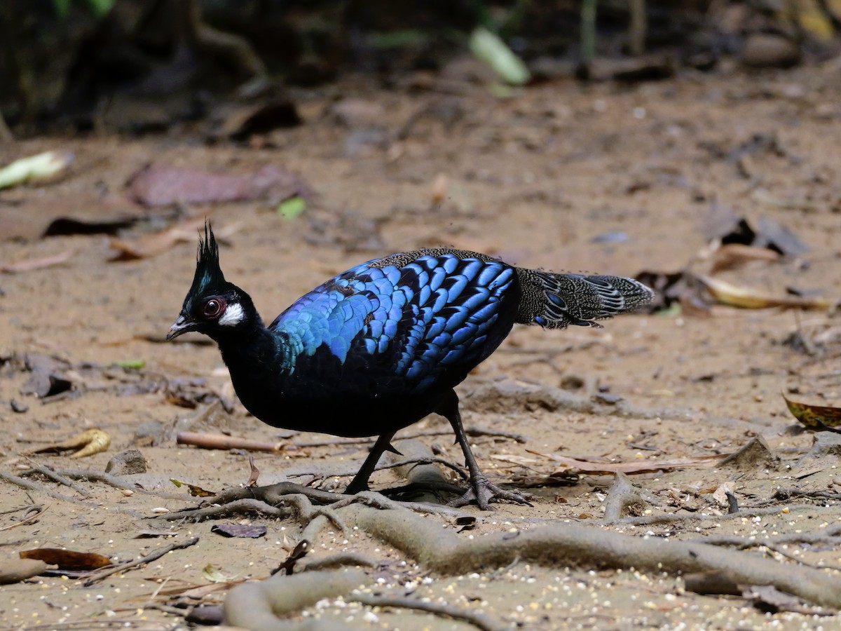 Palawan Peacock-Pheasant - ML647167806