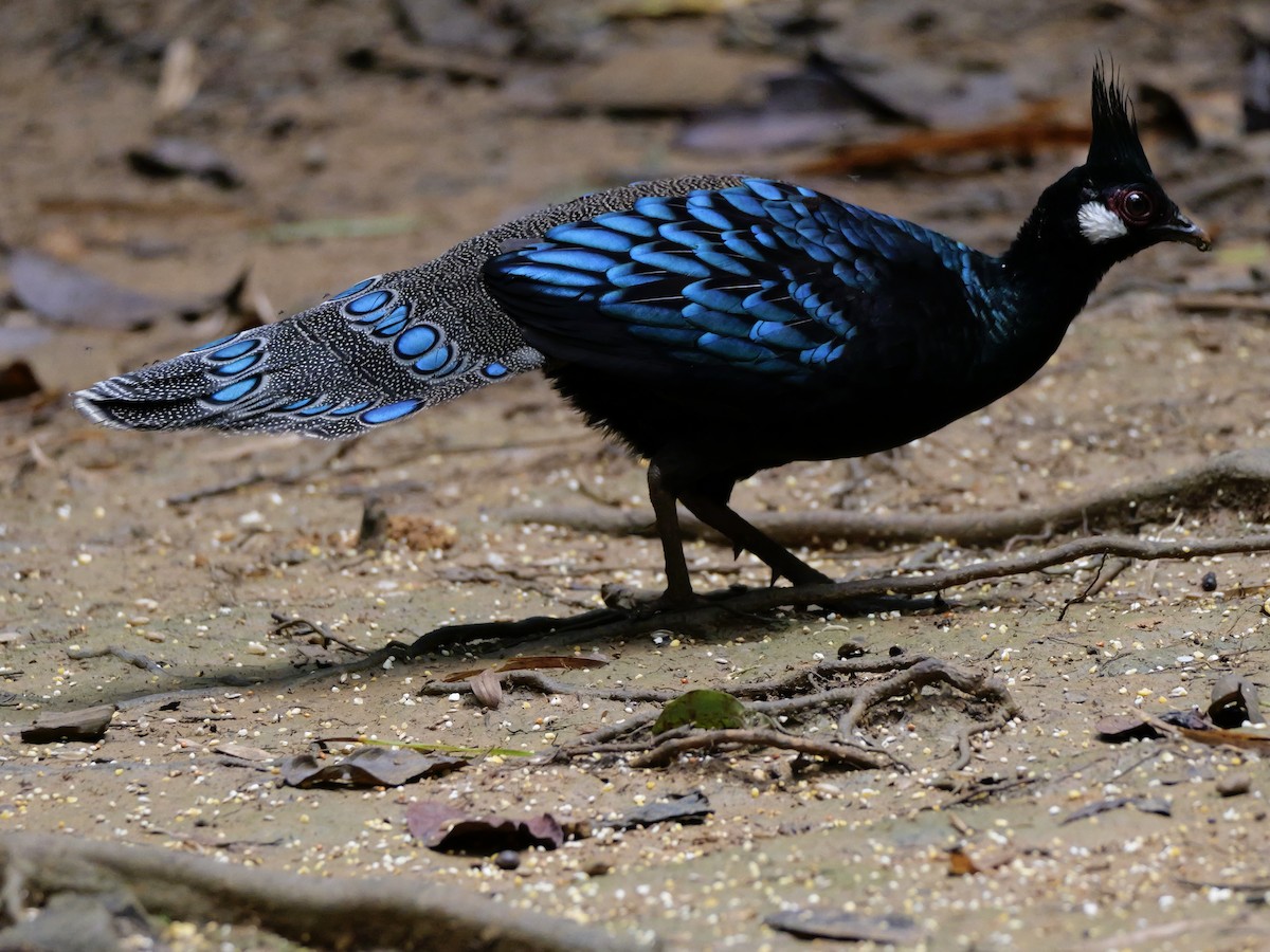 Palawan Peacock-Pheasant - ML647167807