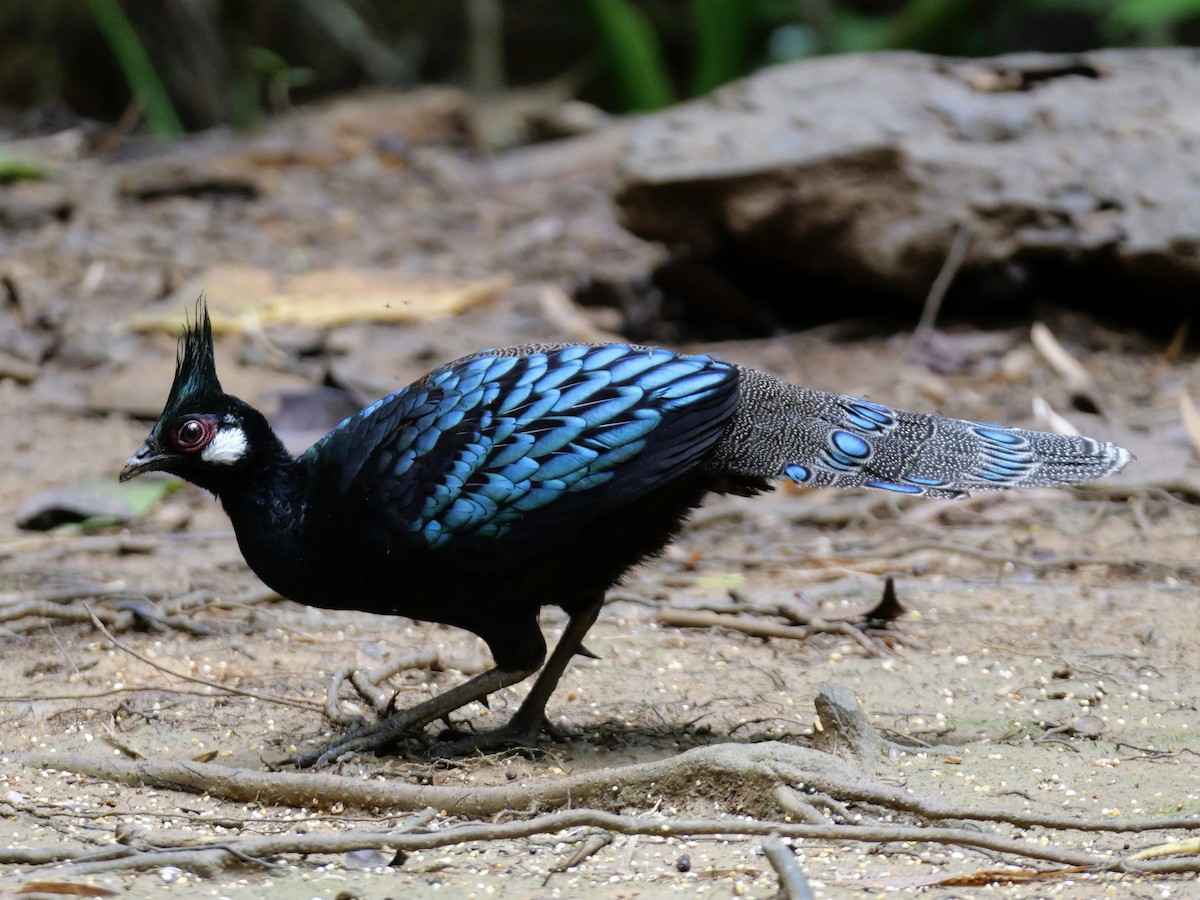 Palawan Peacock-Pheasant - ML647167808