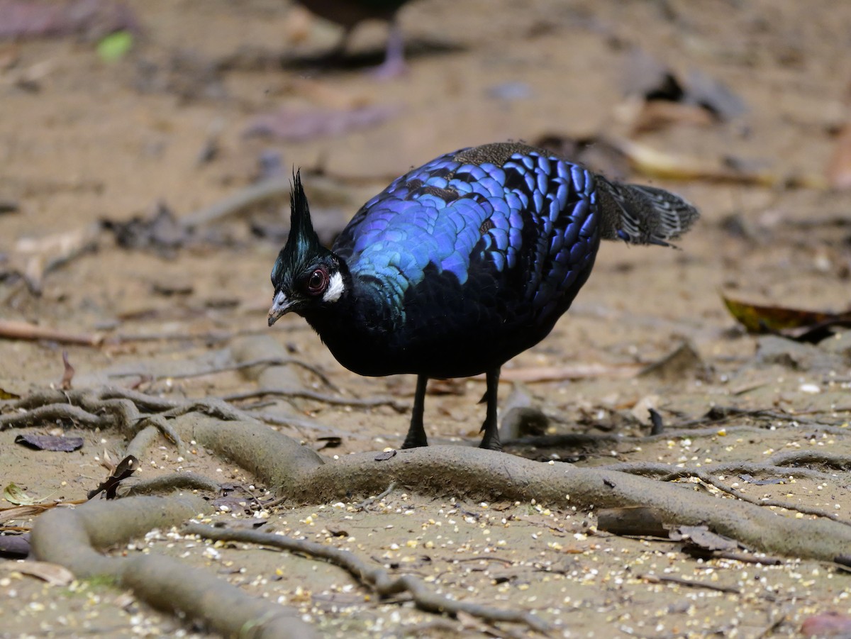 Palawan Peacock-Pheasant - ML647167809