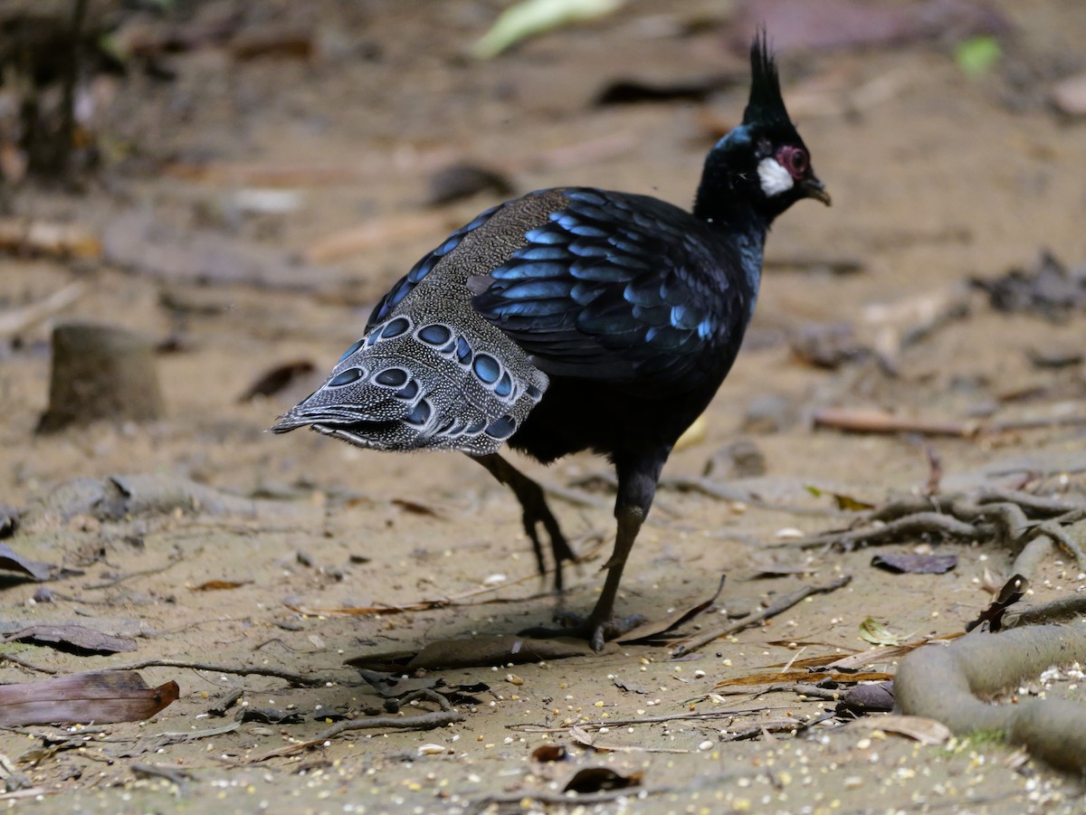 Palawan Peacock-Pheasant - ML647167810