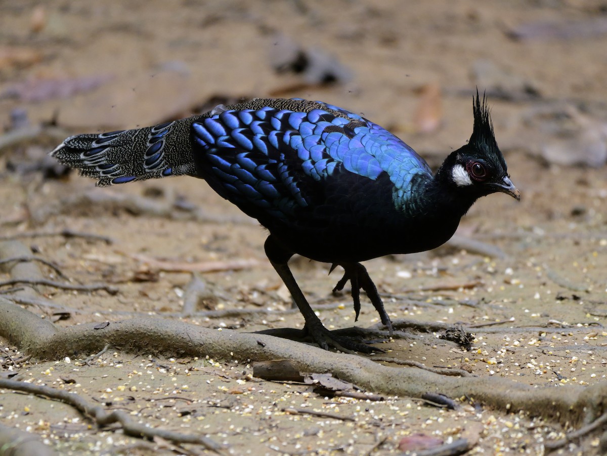 Palawan Peacock-Pheasant - ML647167811