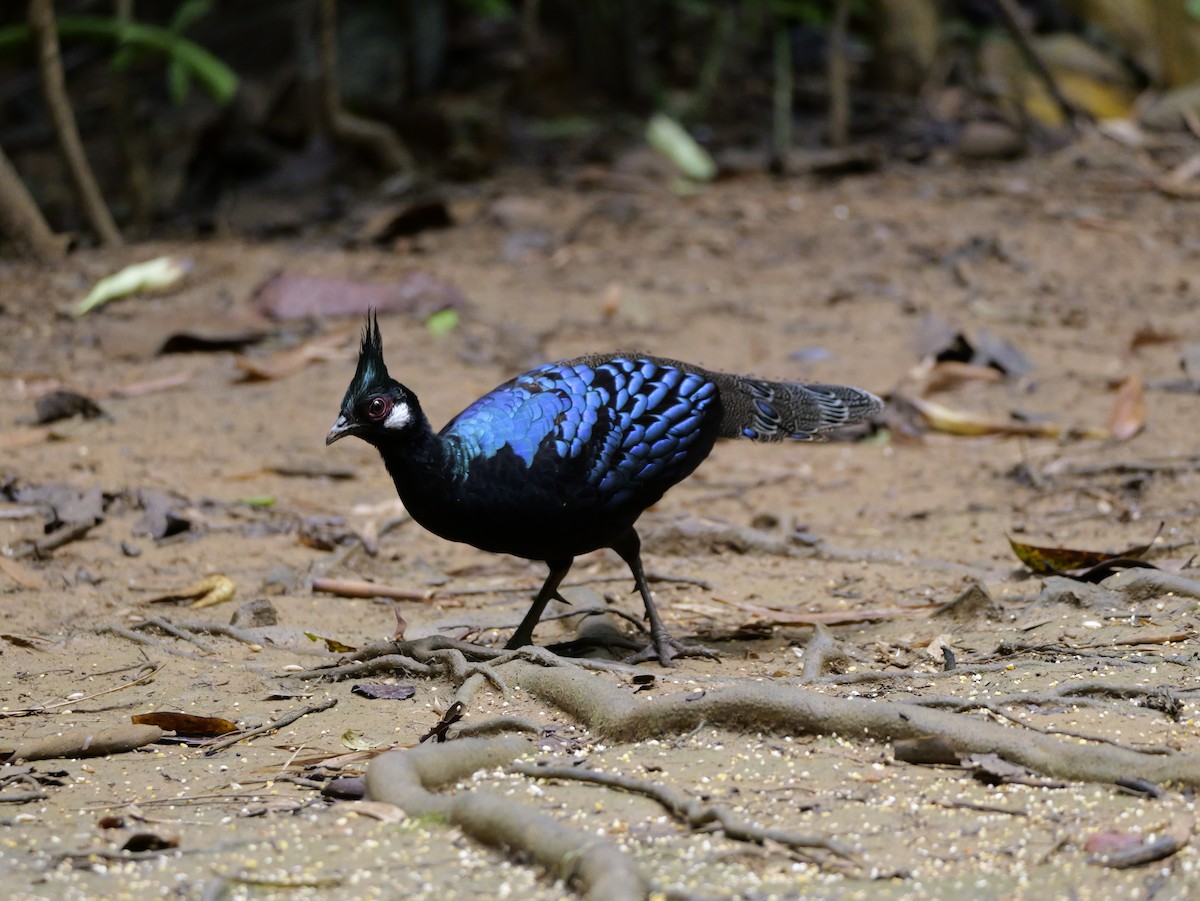 Palawan Peacock-Pheasant - ML647167812