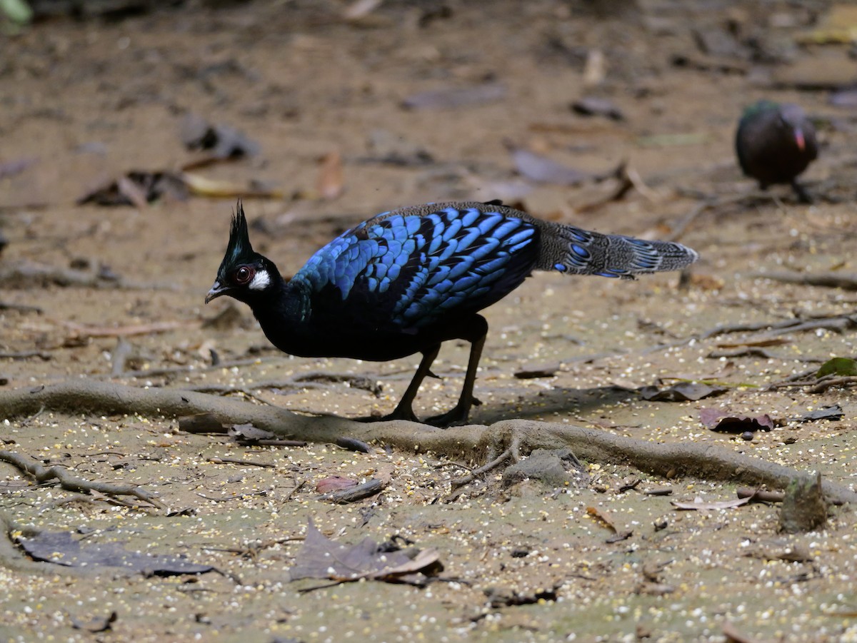 Palawan Peacock-Pheasant - ML647167813