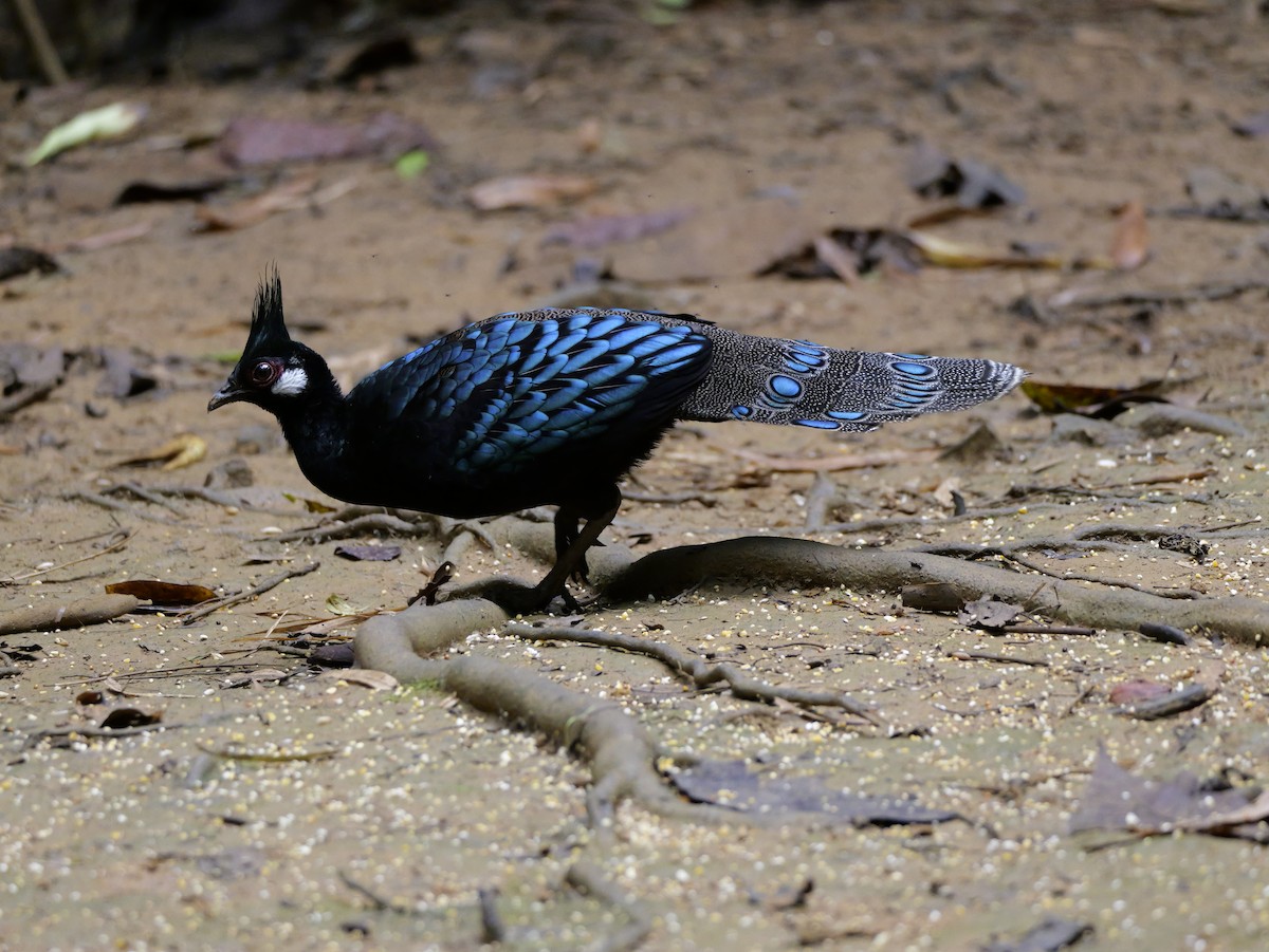 Palawan Peacock-Pheasant - ML647167814
