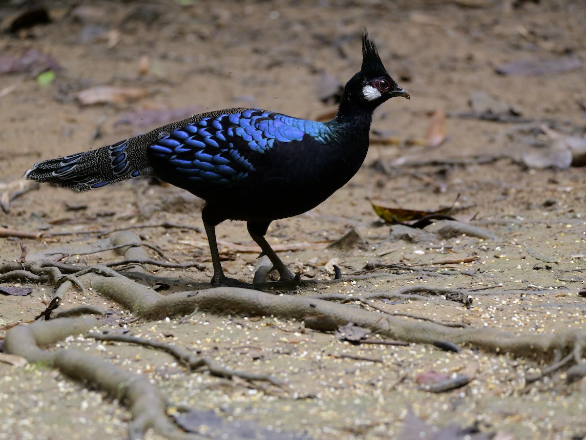 Palawan Peacock-Pheasant - ML647167815