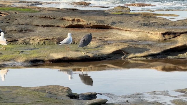 Pasifik Kıyı Balıkçılı - ML647167817