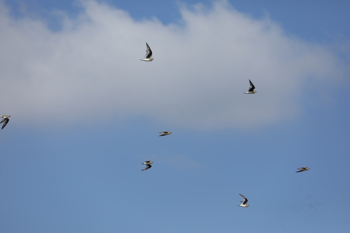 Small Pratincole - ML647167819