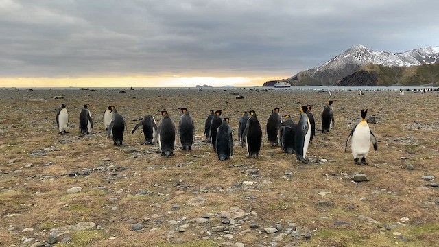 King Penguin - ML647167820