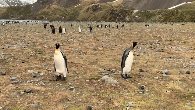 Kral Penguen - ML647167821