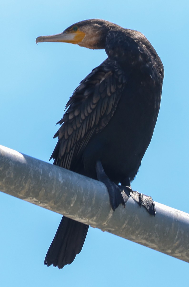 kormorán velký - ML647167822