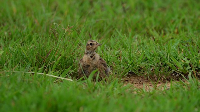 Küçük Tarlakuşu - ML647167824