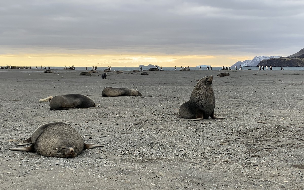 Antarctic Fur Seal - ML647167827