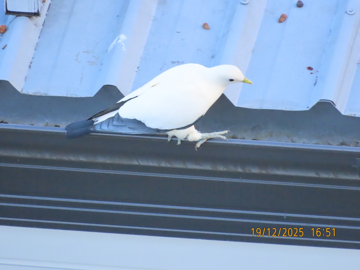 Torresian Imperial-Pigeon - ML647167829