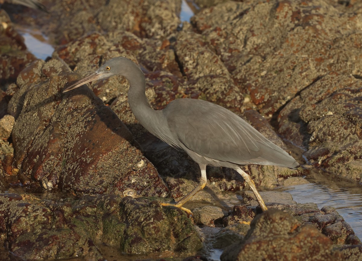 Pacific Reef-Heron - ML647167830
