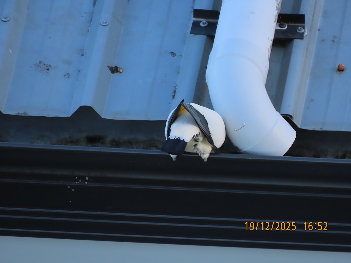 Torresian Imperial-Pigeon - ML647167831