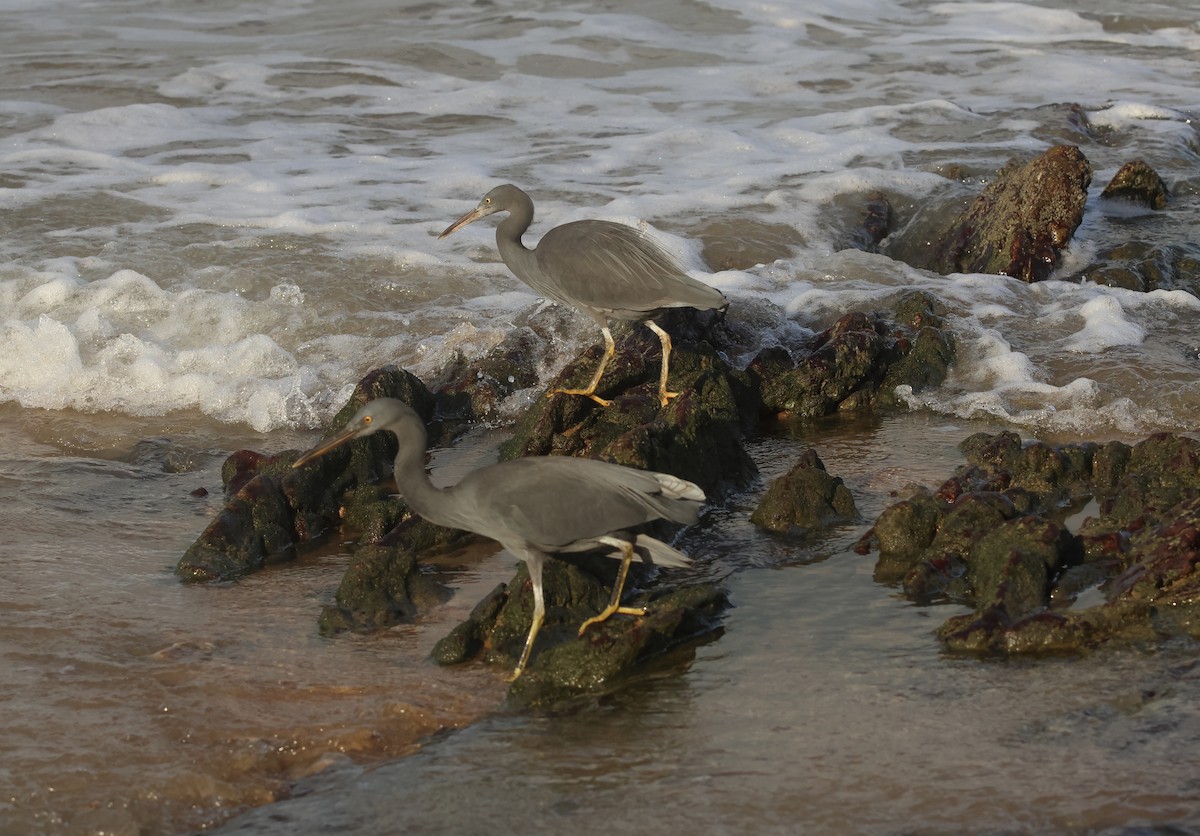 Pacific Reef-Heron - ML647167838