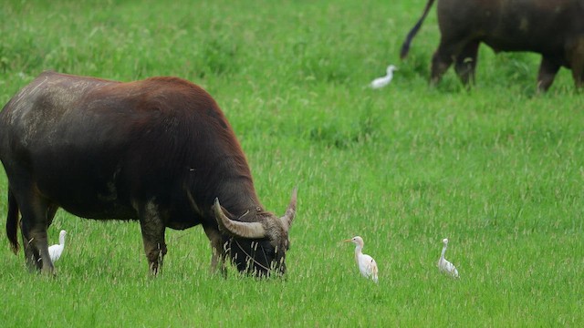 Doğulu Sığır Balıkçılı - ML647167839