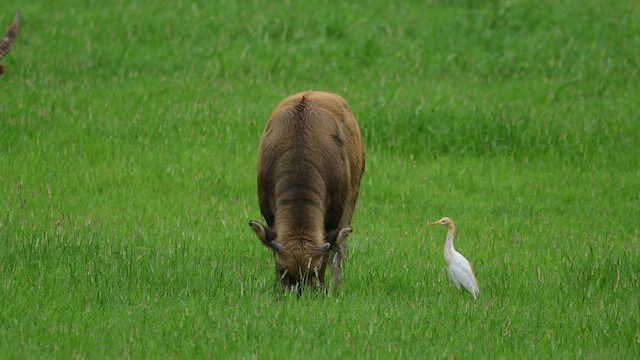 Doğulu Sığır Balıkçılı - ML647167840