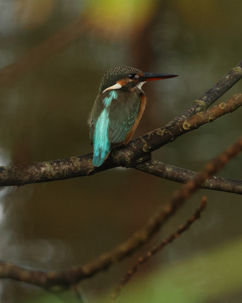 Common Kingfisher - ML647167843