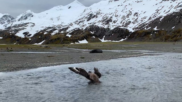 sørhavsjo (lonnbergi) - ML647167848