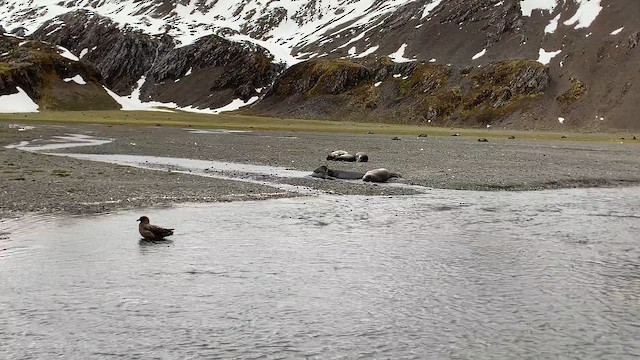 sørhavsjo (lonnbergi) - ML647167849