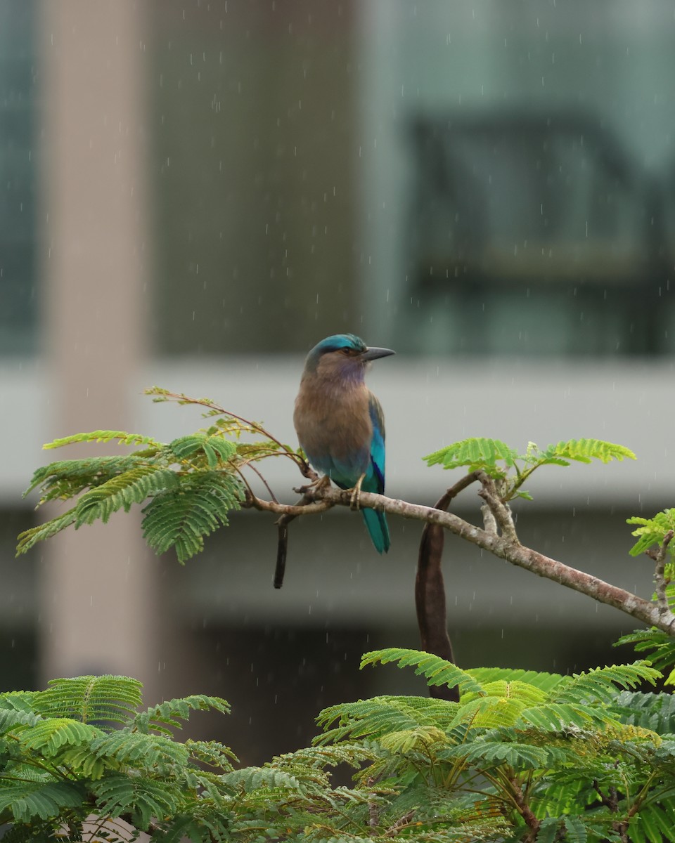 Indochinese Roller - ML647167854