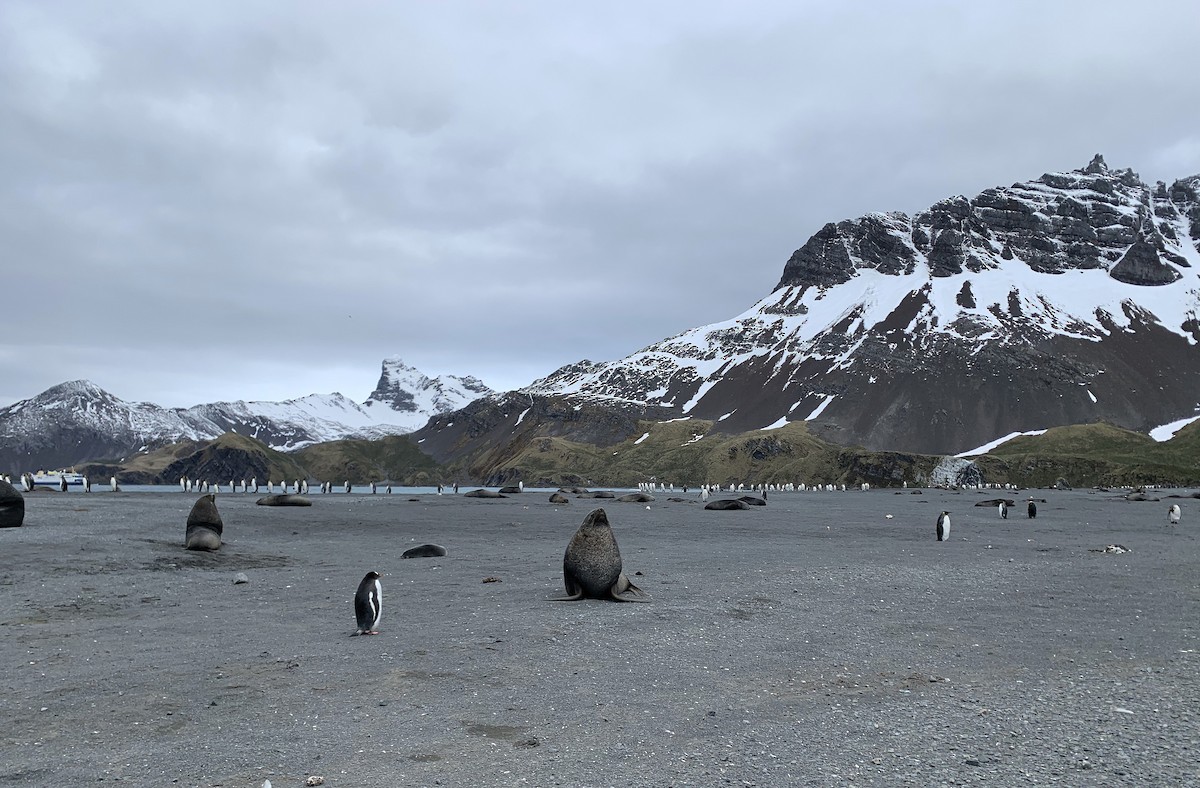 Gentoo Penguin - ML647167855