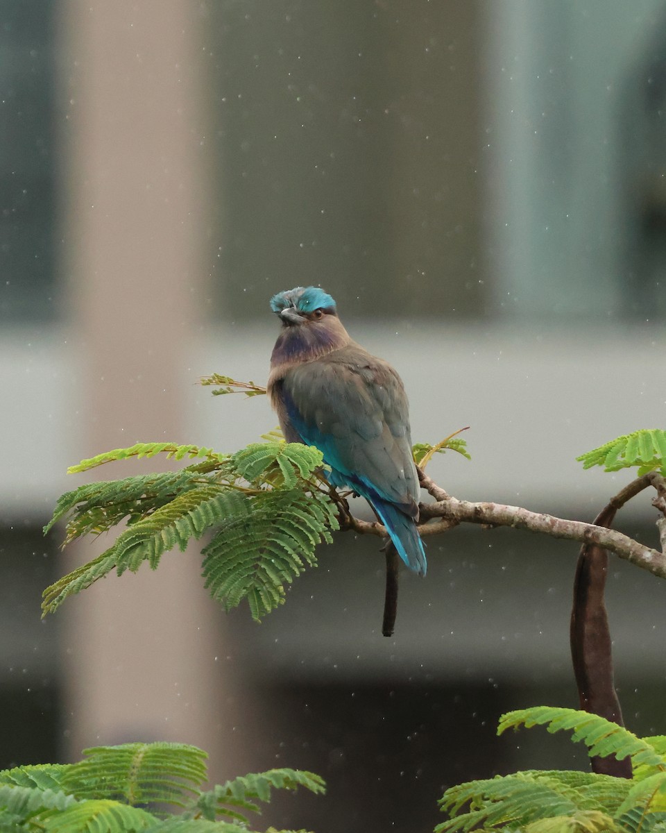 Indochinese Roller - ML647167857